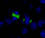 CENP-F/Mitosin Antibody in Immunocytochemistry (ICC/IF)