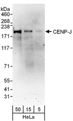 CENP-J Antibody in Western Blot (WB)