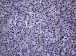 CEP55 Antibody in Immunohistochemistry (Paraffin) (IHC (P))