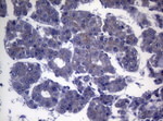 CEP55 Antibody in Immunohistochemistry (Paraffin) (IHC (P))