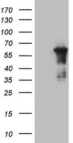 CEP55 Antibody in Western Blot (WB)