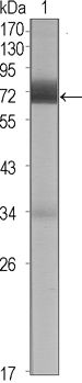 CER1 Antibody in Western Blot (WB)