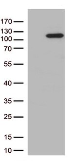 ARTS1 (ERAP1) Antibody in Western Blot (WB)