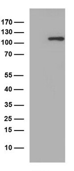 ARTS1 (ERAP1) Antibody in Western Blot (WB)