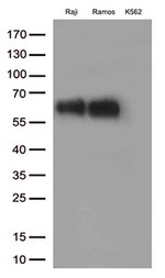 B7-2 (CD86) Antibody in Western Blot (WB)