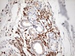 Caspase 3 (CASP3) Antibody in Immunohistochemistry (Paraffin) (IHC (P))