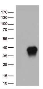 Caspase 3 (CASP3) Antibody in Western Blot (WB)