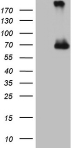 CFI Antibody in Western Blot (WB)