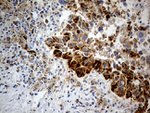 CHCHD10 Antibody in Immunohistochemistry (Paraffin) (IHC (P))