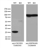 CHCHD3 Antibody