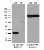 CHCHD3 Antibody in Western Blot (WB)