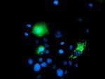 CHCHD5 Antibody in Immunocytochemistry (ICC/IF)