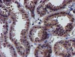 CHCHD5 Antibody in Immunohistochemistry (Paraffin) (IHC (P))