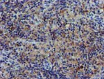 CHCHD5 Antibody in Immunohistochemistry (Paraffin) (IHC (P))