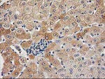 CHCHD5 Antibody in Immunohistochemistry (Paraffin) (IHC (P))