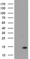 CHCHD5 Antibody in Western Blot (WB)