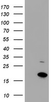 CHCHD5 Antibody in Western Blot (WB)