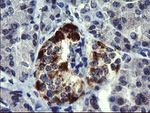 CHGA Antibody in Immunohistochemistry (Paraffin) (IHC (P))