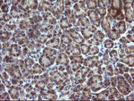 CHGA Antibody in Immunohistochemistry (Paraffin) (IHC (P))