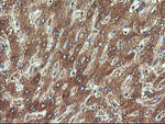 CHGA Antibody in Immunohistochemistry (Paraffin) (IHC (P))