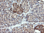 CHGA Antibody in Immunohistochemistry (Paraffin) (IHC (P))