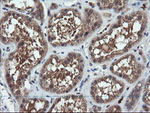 CHGA Antibody in Immunohistochemistry (Paraffin) (IHC (P))