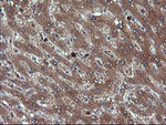 CHGA Antibody in Immunohistochemistry (Paraffin) (IHC (P))