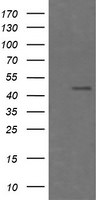 CHGA Antibody in Western Blot (WB)