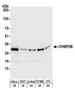 CHMP2B Antibody in Western Blot (WB)