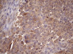 CHMP5 Antibody in Immunohistochemistry (Paraffin) (IHC (P))