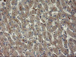 CHN1 Antibody in Immunohistochemistry (Paraffin) (IHC (P))