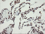 CHN1 Antibody in Immunohistochemistry (Paraffin) (IHC (P))