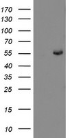 CHN1 Antibody in Western Blot (WB)