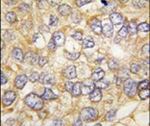 Chordin Antibody in Immunohistochemistry (IHC)