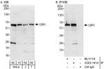 CIR1 Antibody in Western Blot (WB)