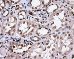 CISD1 Antibody in Immunohistochemistry (Paraffin) (IHC (P))