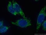MAVS-VISA Antibody in Immunocytochemistry (ICC/IF)