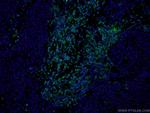 CD3 gamma Antibody in Immunohistochemistry (PFA fixed) (IHC (PFA))