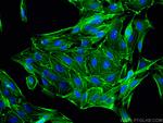 beta Actin Antibody in Immunocytochemistry (ICC/IF)