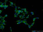 SERPINE2 Antibody in Immunocytochemistry (ICC/IF)
