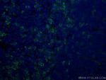 PD-1/CD279 Antibody in Immunohistochemistry (PFA fixed) (IHC (PFA))