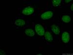 CBX3 Antibody in Immunocytochemistry (ICC/IF)