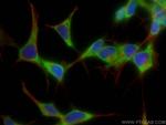 ARC Antibody in Immunocytochemistry (ICC/IF)