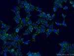 ATG13 Antibody in Immunocytochemistry (ICC/IF)