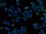 HSPH1 Antibody in Immunocytochemistry (ICC/IF)