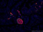 Glucagon Antibody in Immunohistochemistry (Paraffin) (IHC (P))