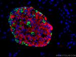 Glucagon Antibody in Immunohistochemistry (Paraffin) (IHC (P))