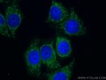 NQO1 Antibody in Immunocytochemistry (ICC/IF)