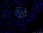 Ins1 Antibody in Immunohistochemistry (Paraffin) (IHC (P))