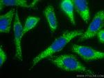 FGL1 Antibody in Immunocytochemistry (ICC/IF)